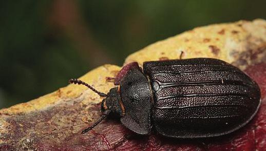 OBJEV NA ŠUMAVĚ, PO STO LETECH SE ZDE ZNOVU VYSKYTL PRALESNÍ BROUK Šumavská příroda opět překvapila entomology.