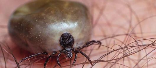 Odborníci přezdívají kornatci Velký piškot. Je to podle oválného tvaru výletového otvoru ve stojících souších připomínající právě piškot.