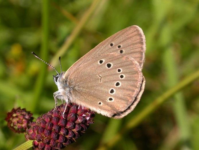 Další nálezy modráska bahenního v nejbližším okolí předmětné lokality byly učiněny na biotopech, které svými vlastnostmi neodpovídají nárokům druhu, vycházeje z