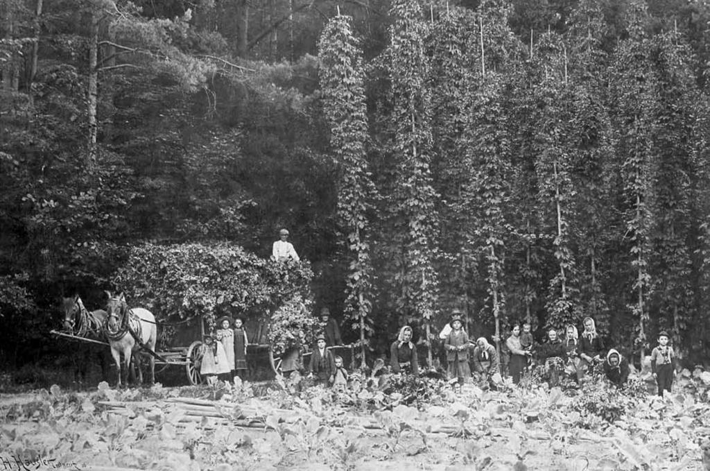55 Fotografie ze sklizně chmele z roku 1890 ilustruje rozšíření chmelnic v době konjunktury i do nepříznivých poloh (zde v blízkosti lesa) a pěstování meziplodin společně s chmelem (SOkA Louny, fond