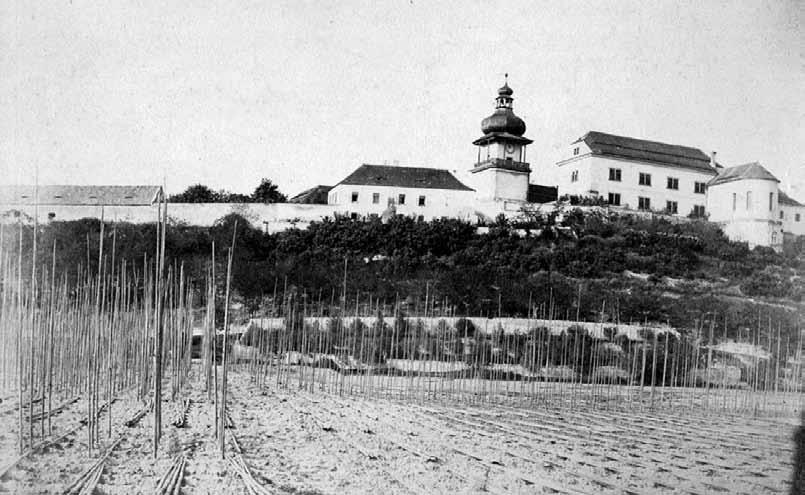 57 Tyčková chmelnice u Nového Hradu v Jimlíně v žatecké oblasti (1900), kde i zbývající tyčovky brzy ustoupily drátěným konstrukcím (SOkA Louny, fond Sbírka fotografií, sign.