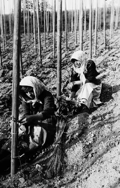 61 Práce na tyčkové chmelnici byla méně efektivní než v případě drátěnek (Fotoarchiv Regionálního muzea K. A. Polánka v Žatci, sign.