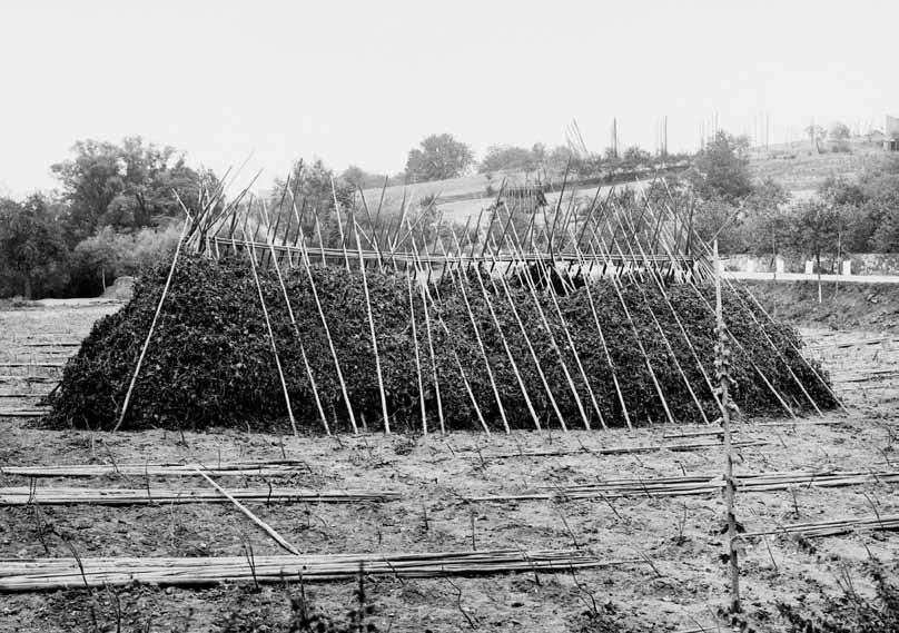 68 Tyčková chmelnice po sklizni (Fotoarchiv Regionálního muzea K. A. Polánka v Žatci, sign. F 65) chmelnic omezována. Plocha chmelnic klesala až do roku 1910, kdy statistika evidovala 14 715 hektarů.