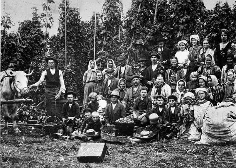 78 Dětská práce hrála při sklizni chmele podstatnou roli, a to nejen v Hořanech, odkud pochází tato fotografie (SOkA Louny, fond Sbírka fotografií, sign. h-08-01-0066) 2.10.