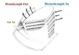 2.4.4 Cévní soustava a hemolymfa Cévní soustava u pavouků je otevřená. To znamená, že tekutina plnící funkce krve koluje v cévách jen zčásti.