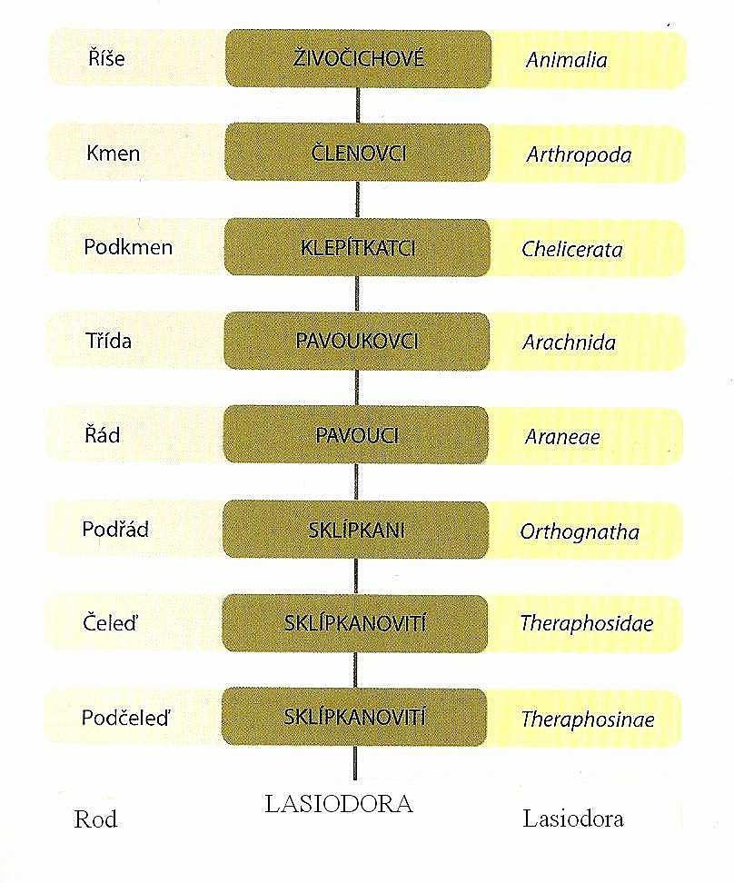 2 Literární přehled 2.1 Systém sklípkanů V této tabulce je jednoduše naznačeno, do které podčeledě, čeledě atd. spadají pokusní pavouci Lasiodora parahybana. Obr.