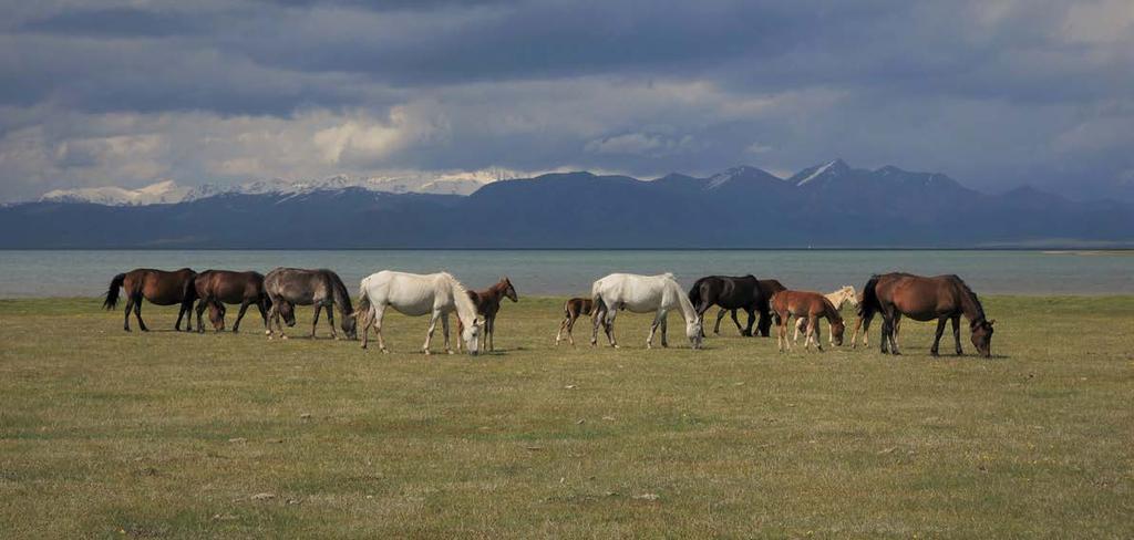 horizonty Za kobylím mlékem Přijet na koni k vedoucí kobyle, je zážitek Kyrgyzstán je krásnou zemí Naším národním nápojem je pivo.