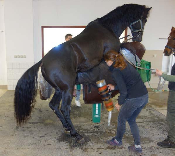 Výuka byla prodloužena z pěti na 6 roků (zahrnující potřebu praxe u veterinárních lékařů před závěrečnou státnicí), byla organizována podle jednotlivých druhů zvířat (podle filozofie, Reprodukce