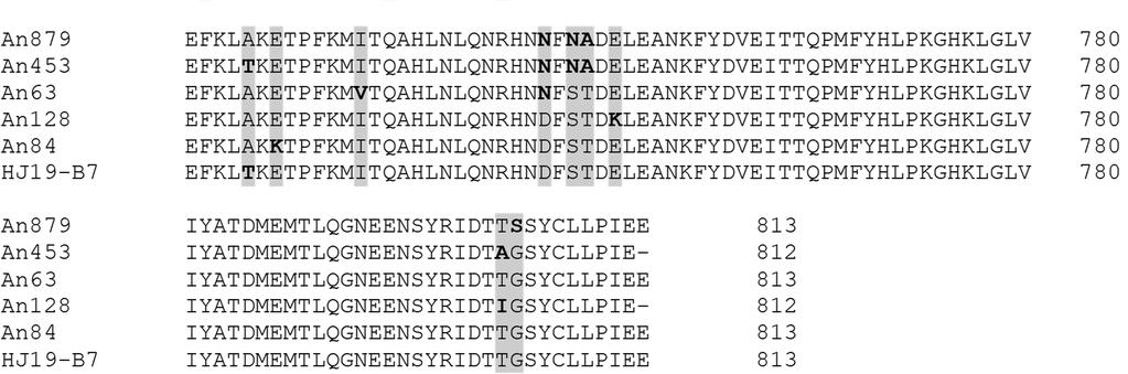 NFKTEAAKNHALSNLAATENTDILTYLNSSKINARVFYAVGLQLLGFEAELDFDLKDPFS 120 An453 NFKTEAAKNHALSNLAATENADILTYLNSSKINARIFYAVGLQLLGFEAELDFDLKNPFS 120 An63