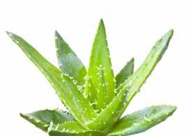 zemědělství Aloe Vera gel SPRAY Tělový gel ve spreji nejen pro osvěžení Tělový gel ve spreji s Aloe Vera a přírodními výtažky je určen k zevnímu použití. Ideální je např.