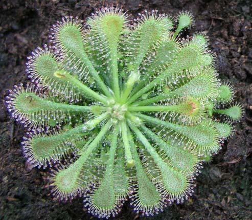 výsevu Dionaea