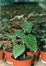 Produkce rostlin in vitro (mil.) kategorie Zahradní trvalky (3,0) 1.