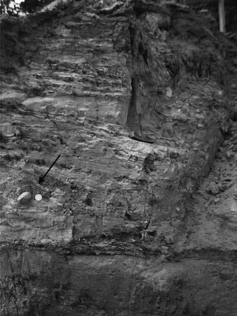 19 Obr. 3: Detail: Sedimenty spodního badenu střídání písčitých a jílovitých poloh. Fig. 3: Sediments of Lower Badenian alternation of sandy and clayey position. Obr. 4.