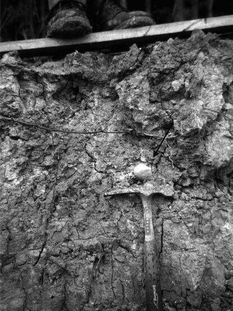 5: Detail: valoun silicitu (1), pískovce (2) a ostrohranný úlomek vápence (3). Fig. 5: Pebble of silicite (1) and sandstone (2) and fragmental limestone (3). rální hranice v oblasti Zaryjí, v.