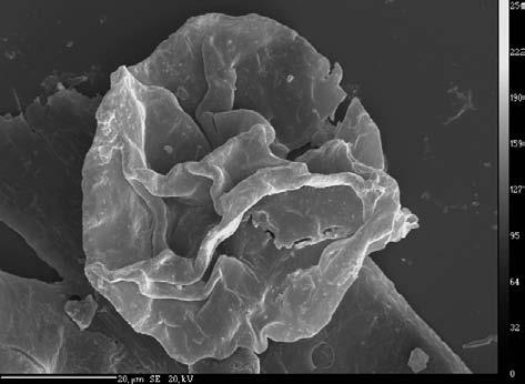 57 Leiosféry jsou uspořádané řetízkovitě (Arctacellularia ellipsoidea, A. tetragonala, obr.