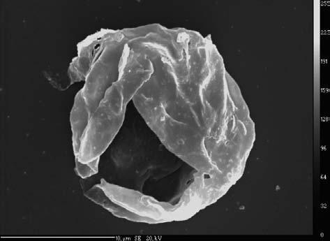 4; Chabiosphaera bohemica, Satka elongata, Symplassosphaeridium).