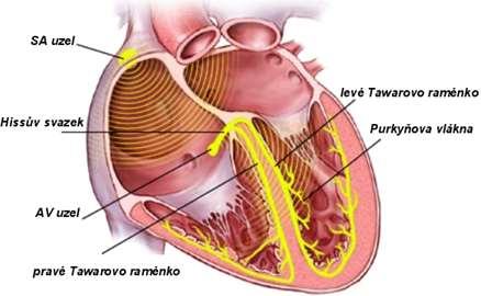 Síňokomorový uzel (nodus atriovetricularis) se nachází mezi síněmi a komorami. Převádí vzruchy ze síní na komory.