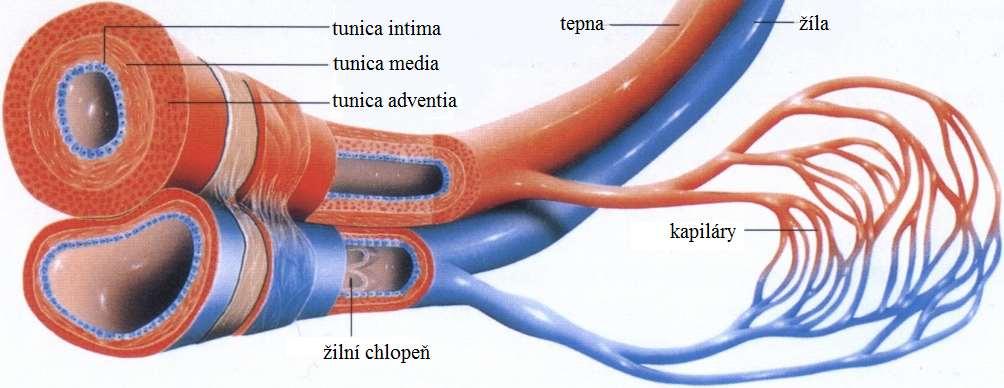 Obrázek 10: Stavba cév, zdroj: Didaktická pomůcka (oběhová soustava), dostupný z: http://didsom.webnode.