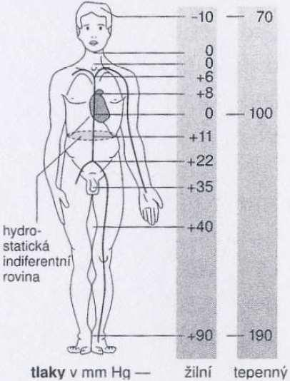 Obrázek 12: Hydrostatické tlaky ve vzpřímeném stoji (Navrátil, Rosina, 2005) Krevní tlak je ovlivněn i pohlavím.