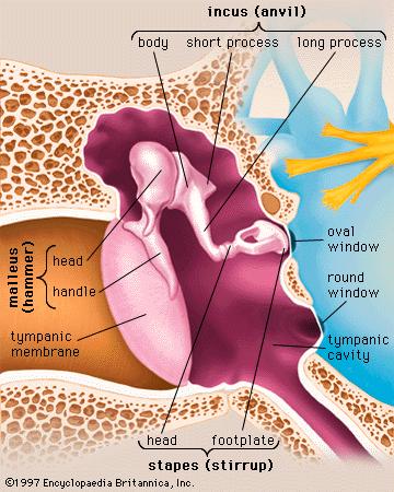 Střední ucho Středoušní dutina vzduchem vyplněná dutina uvnitř spánkové kosti (spojena Eustachovou trubicí s nosohltanem).