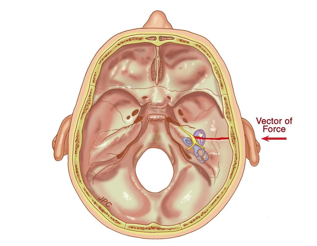 Anatomie