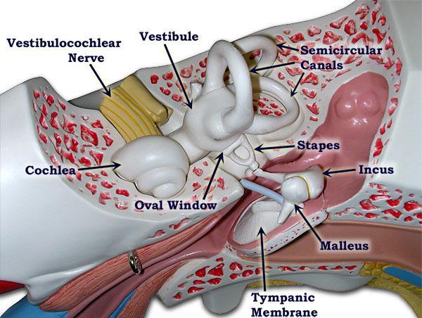 Vnitřní ucho uložené v pyramidě spánkové kosti kostěný labyrint (os temporale),