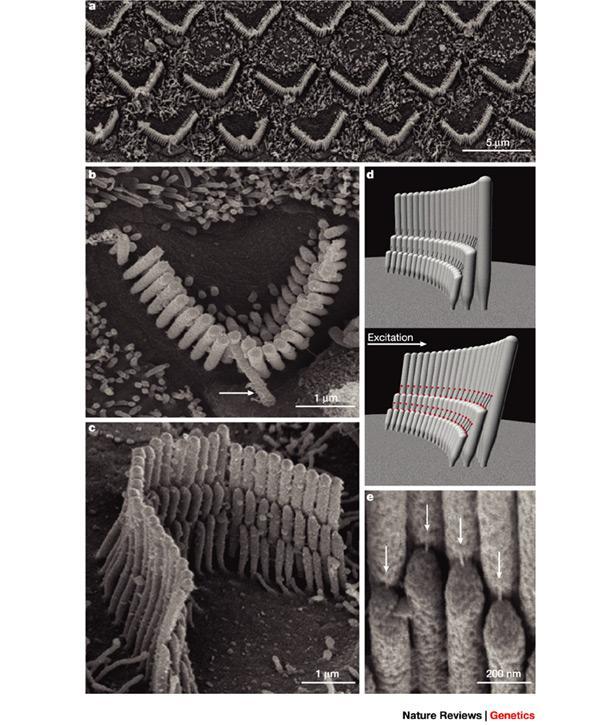 a Scanning electron microscopy (SEM) image of three rows of outer hair cells that is viewed from the top of the organ of Corti and that shows unidirectional orientation of V/Wshaped hair bundles.