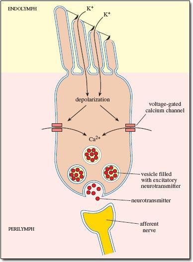 a následnému uvolnění neurotransmiteru do synaptické štěrbiny.