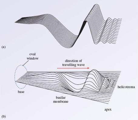 Díky variabilní šířce a tuhosti bazilární membrány ( na bazi je asi 5x užší a 100x tužší než v oblasti apexu),