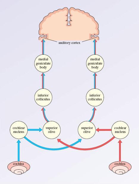 Ascendentní sluchová dráha Axony neuronů kochleárních jader po překřížení na kontralaterální stranu pokračují do komplexu