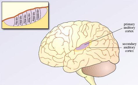 Odsud směřují aferentní vlákna ve svazku nazývaném lemniscus lateralis do středního mozku (jader colliculus inferior) a po