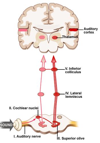 lemniscus = wave IV - inferior colliculus = wave V Waves I to V make up the brainstem potentials (BAEPs).