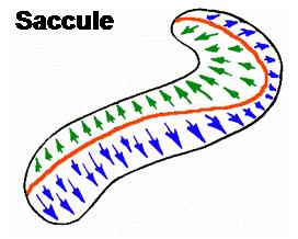 poloviny v utrikulu jsou kinocilia orientována směrem ke striole, v sakulu jsou kinocilia orientována