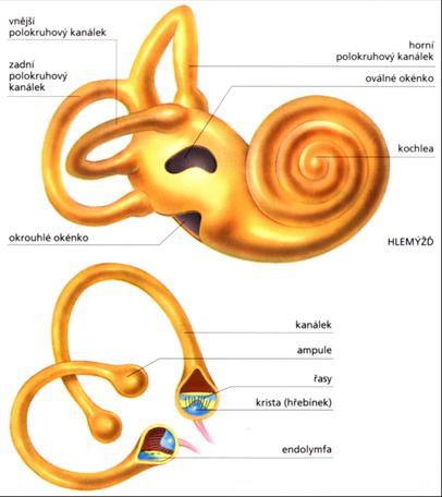 Polokruhovité kanálky na sebe navzájem kolmé, na koncích rozšíření - ampula Senzorický orgán: crista ampullaris (vláskové