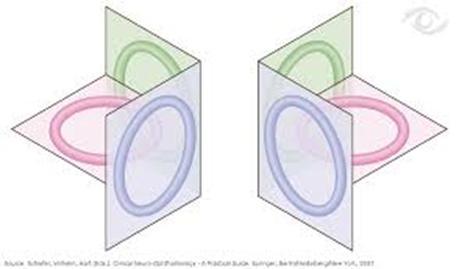 Semicircular canals Three semicircular canals: Lateral (Horizontal) Superior ( Anterior vertical) Posterior ( Posterior vertical) Horizontal semicircular canal detects rotation in the horizontal