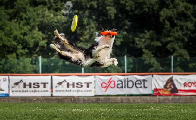 Flyball je sport plný adrenalinu a je i divácky velmi zajímavý ne zřídka se stává, že o vítězi rozhodují tisíciny vteřiny.