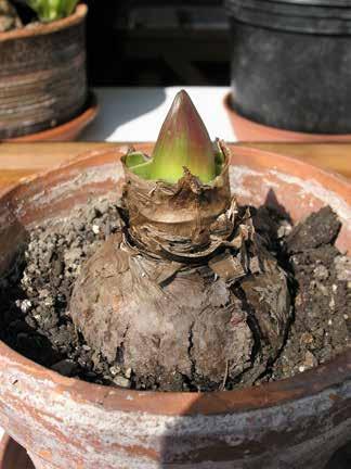 Z květináče, truhlíku i ze zahrádky Když září velikonoční rytířská hvězda V lastně hvězdník (Hippeastrum), který přitahuje pozornost dvěma až pěti úchvatnými sametovými květy, nápadnými a