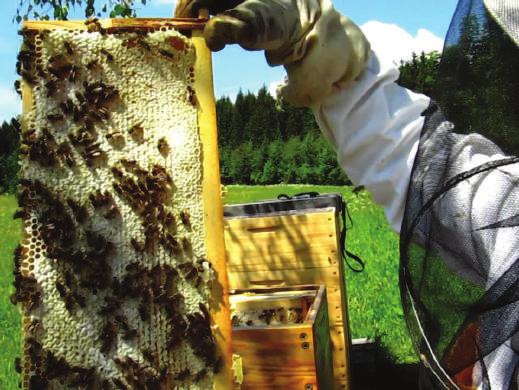 Ze zivota obce ˇ Červen - měsíc medobraní Co je to med? Med je produktem včel. Včely sbírají nektar z květin nebo medovici ze živých rostlin. Tyto šťávy přetvářejí se svými specifickými látkami.