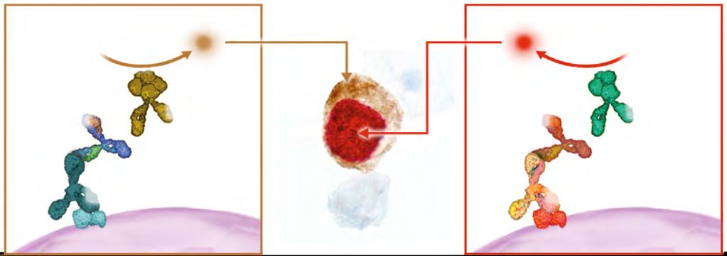 INOVACE KOLEM NÁS CINtec Plus příspěvek k přesnější diagnostice karcinomu cervixu RNDr. MILAN RICHTER ROCHE s.r.o., Diagnostics Division přirovnat k signálu Stůj na semaforu.