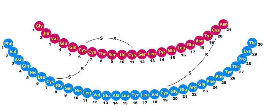 Obr. 1: Primární struktura lidského insulinu. Řetězec A je znázorněn červeně, řetězec B modře. Převzato z (19). Evolučně konzervované aminokyseliny v molekule insulinu zastávají různé úlohy.