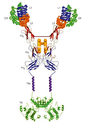 Obr. 7: Modelová struktura heterotetrameru insulinového receptoru.