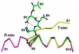 vyjadřující stupně volnosti vazby v okolí α uhlíku v peptidovém řetězci, nabývají pro glycin B8 v konformaci T hodnoty typické pro D-aminokyseliny a naopak v konformaci R hodnoty typické pro