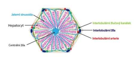 Obr. č. 1 - Játra, pohled zepředu (Pechová, 1996) 2.1.2 Mikroskopická stavba jater Základní jaterní buňkou je hepatocyt.
