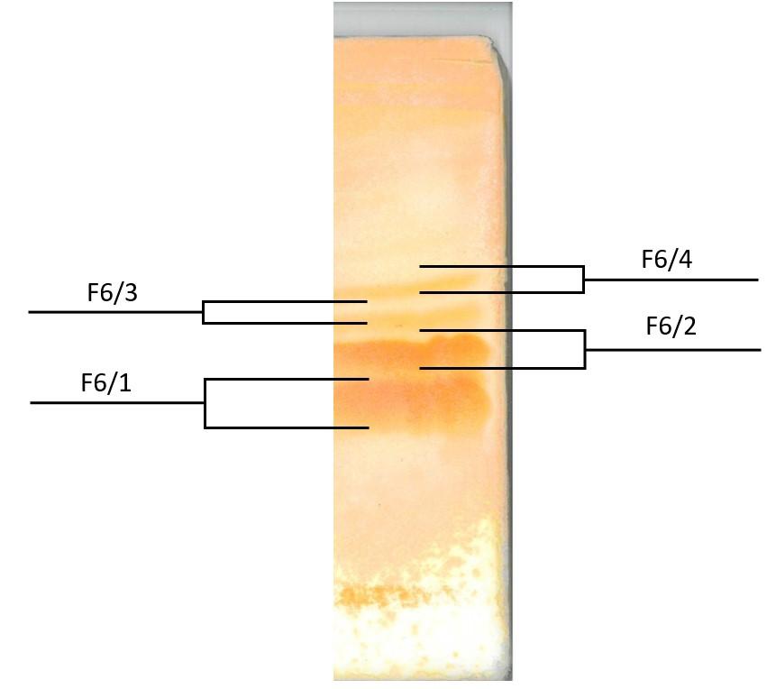 Obrázek 15: Chromatogram frakce. Mobilní fáze S1, nosič A3, vyvíjeno 3x. Vizualizováno Dragendorfovým činidlem.