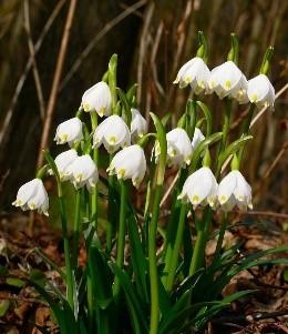 V souvislosti s činností Angiosperm Phylogeny Group (APG) se tato čeleď v rámci nové klasifikace (APG III) v roce 2009 rozšířila o dříve samostatné čeledi kalokvětovité (Agapanthaceae) a česnekovité