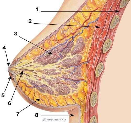 2. Karcinom prsu 2.1. Anatomie a fyziologie prsu Mléčná žláza je největší párovou kožní žlázou. Skládá se z 15-25 laloků (lobulů) uspořádaných jako lístky kopretiny.