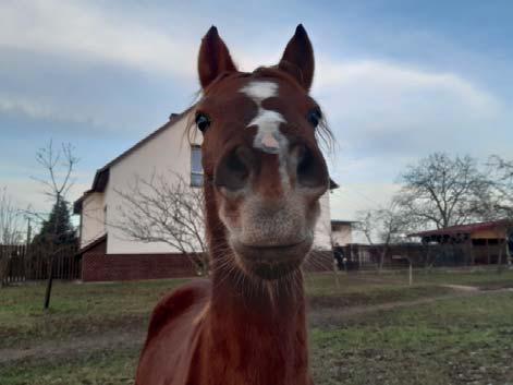 nám Bibianu na zkoušky přichystala a také velmi pěkně předvedla. V dubnu oslavila naše zakladatelka stáje, pony kobylka Šárka, úctyhodných 23 let a stále se těší pevnému zdraví a elánu do života.