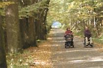 Pozoruhodná je však javorová alej od křiţovatky k Duncanu přes Muchomůrku ke Svobodě v délce 1 km. Tam roste 125 javorů a 25 dalších listnáčů.