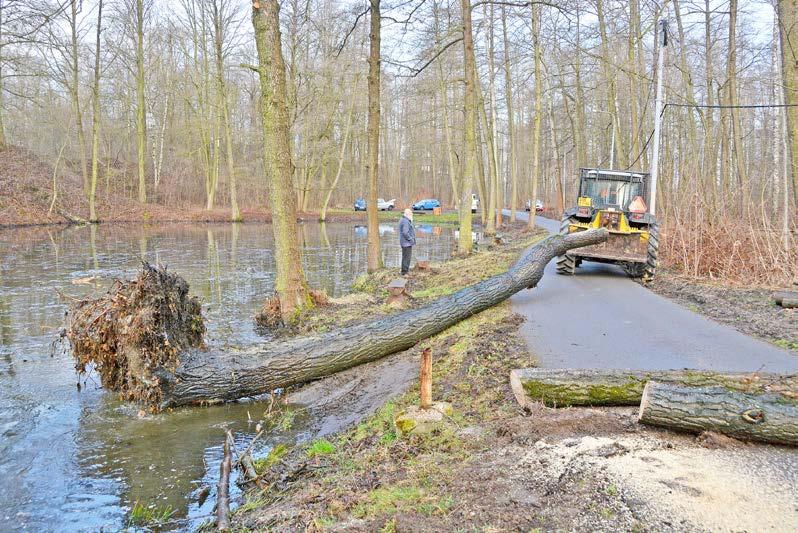 traktor, který strom pomalu vytahoval na břeh navijákem, popsal operaci Rostislav Palán z bohumínského odboru životního prostředí a služeb.