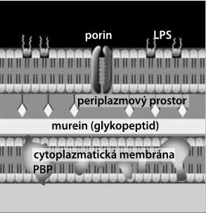 lipopolysacharid vnější membrána buněčná stěna Obrázek č. 8: Membrány G bakterie převzato z: Schindler, J. Mikrobiologie: pro studenty zdravotnických oborů.